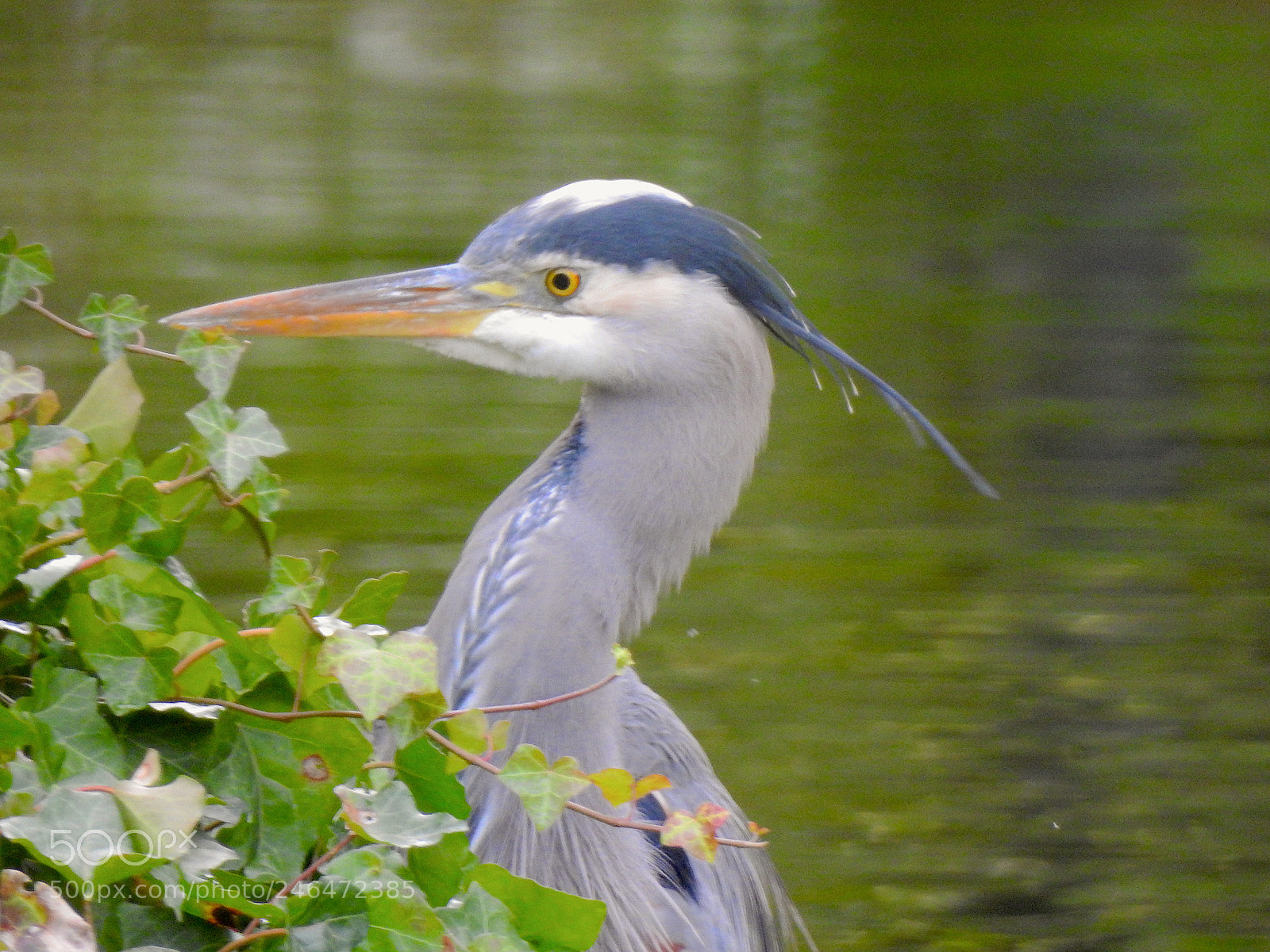 Nikon Coolpix P900 sample photo. Heron photography