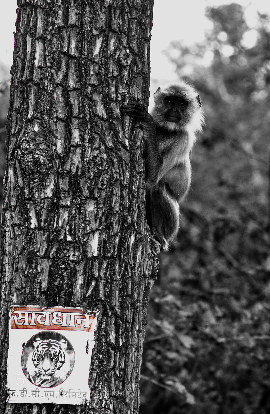 Nikon D3400 sample photo. Be careful, it's tiger photography