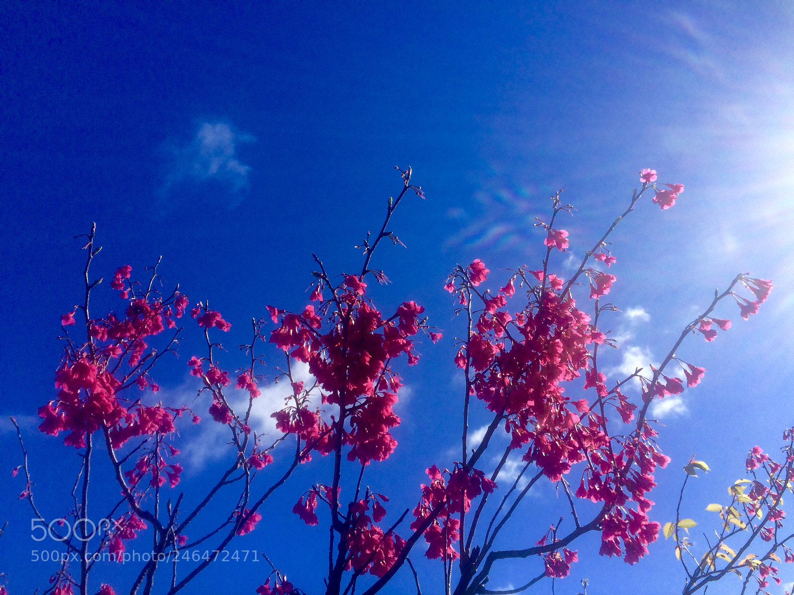 Apple iPhone 5s sample photo. Bloom photography