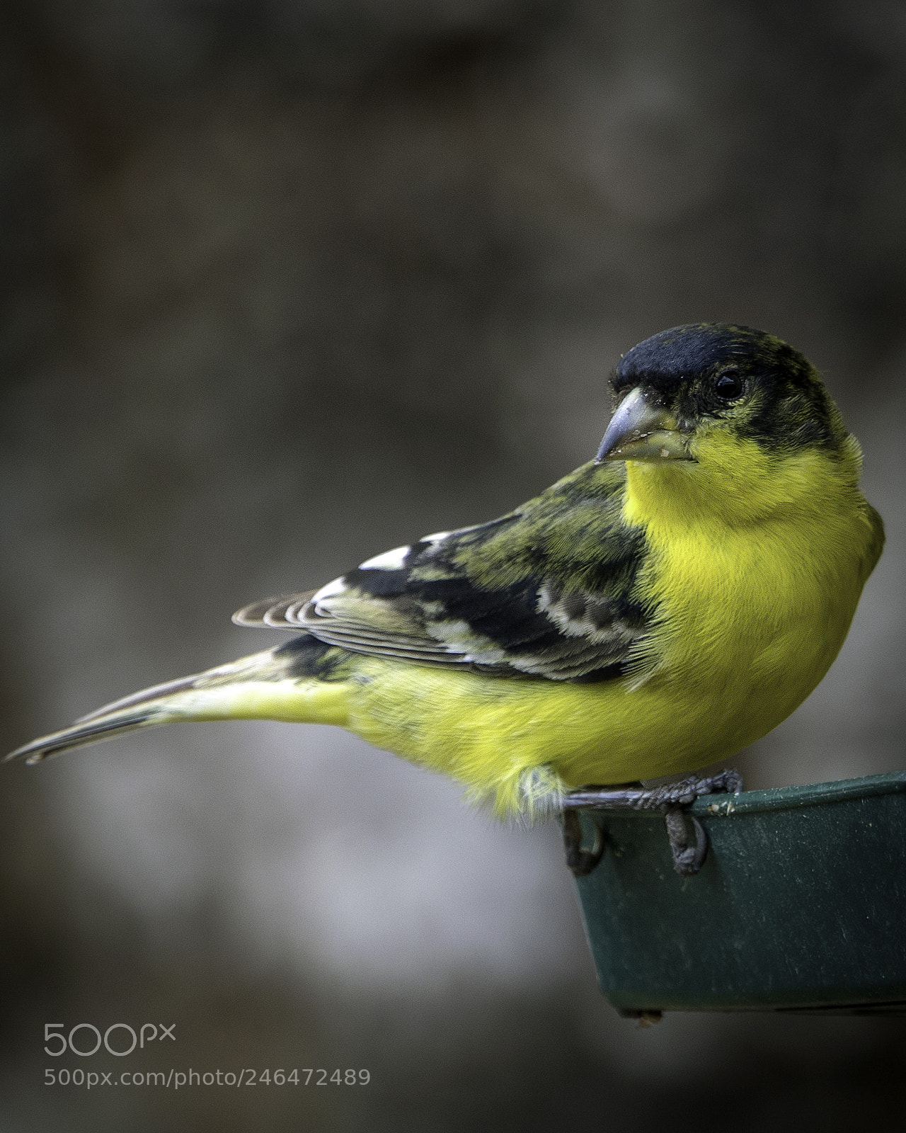 Canon EOS 80D sample photo. Lesser goldfinch photography