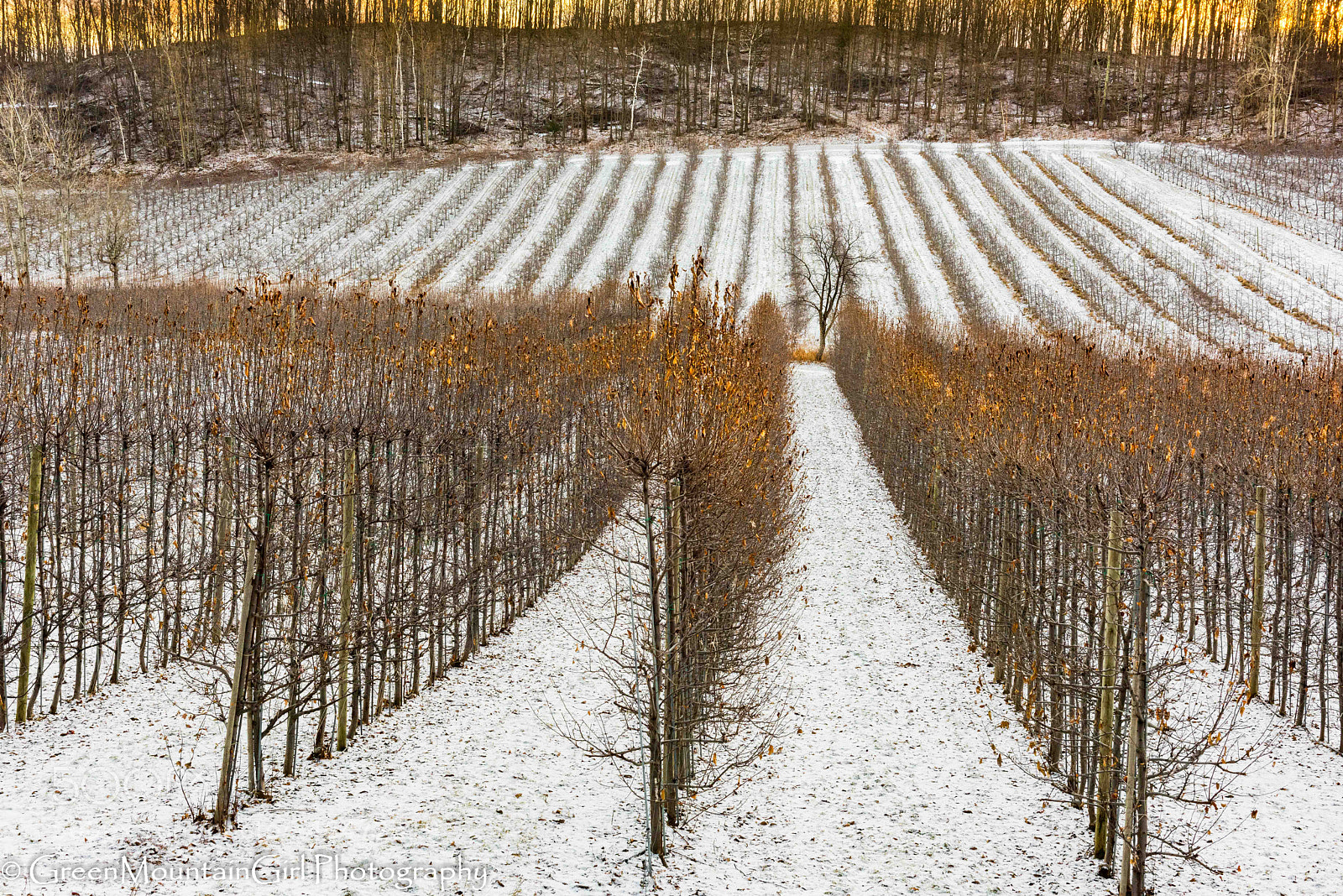 Nikon D810 sample photo. Young apple trees in photography