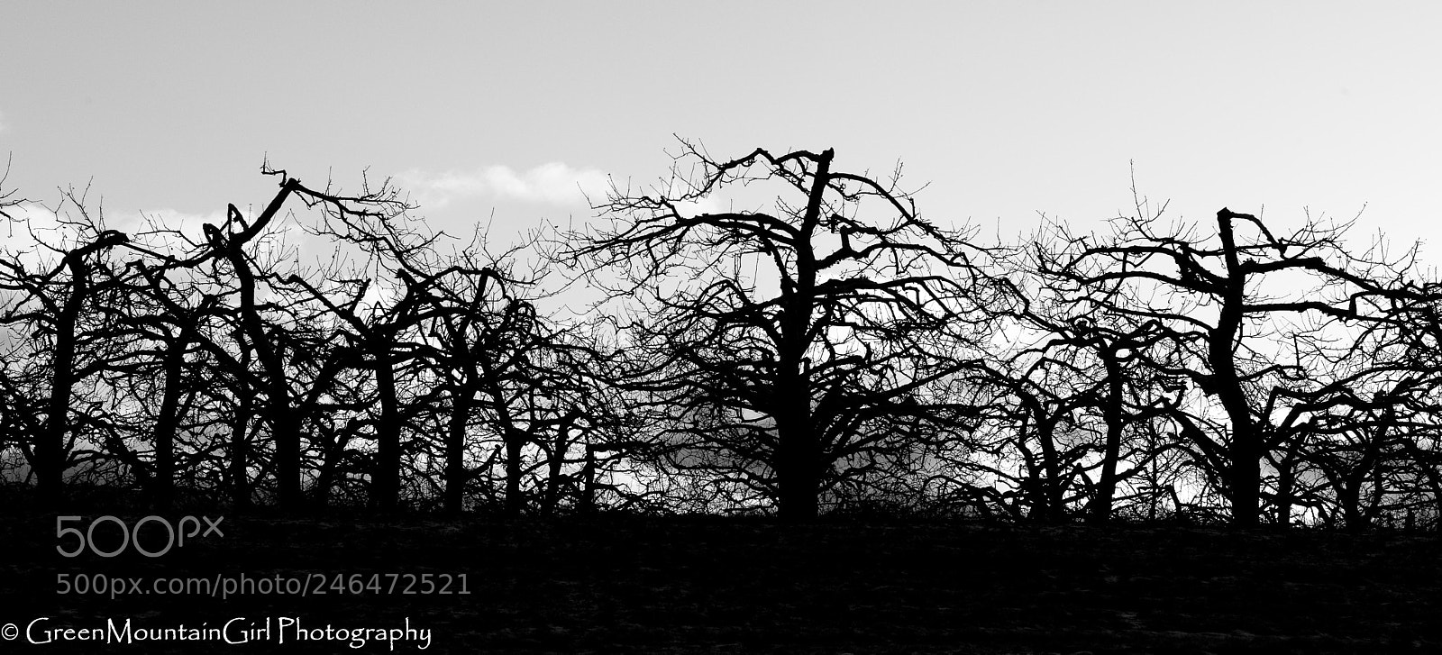 Nikon D810 sample photo. Black and white winter photography