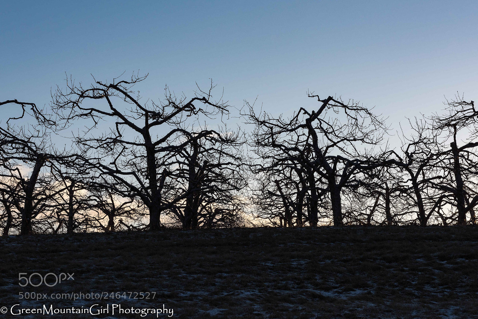 Nikon D810 sample photo. Winter silhouettes sun-kissed clouds photography