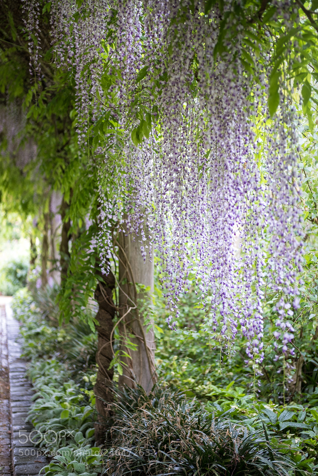 Fujifilm X-T2 sample photo. Wisteria photography