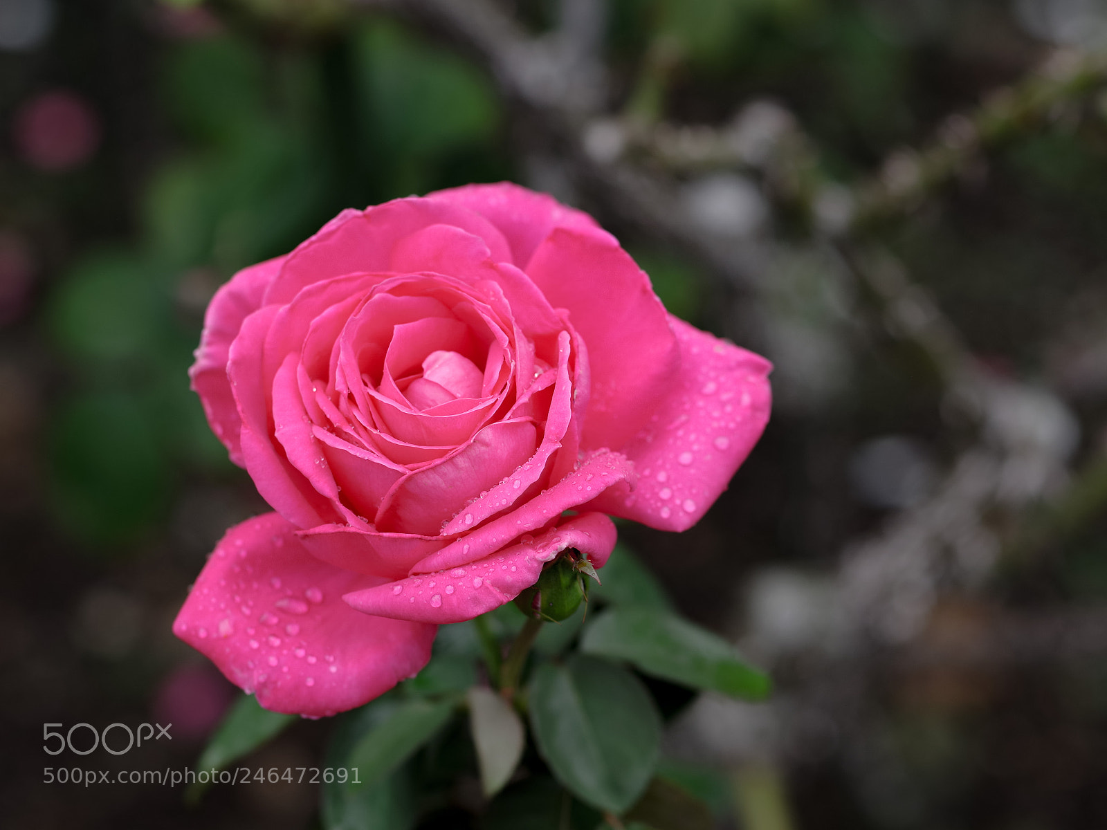 Pentax K-70 sample photo. Untitled photography