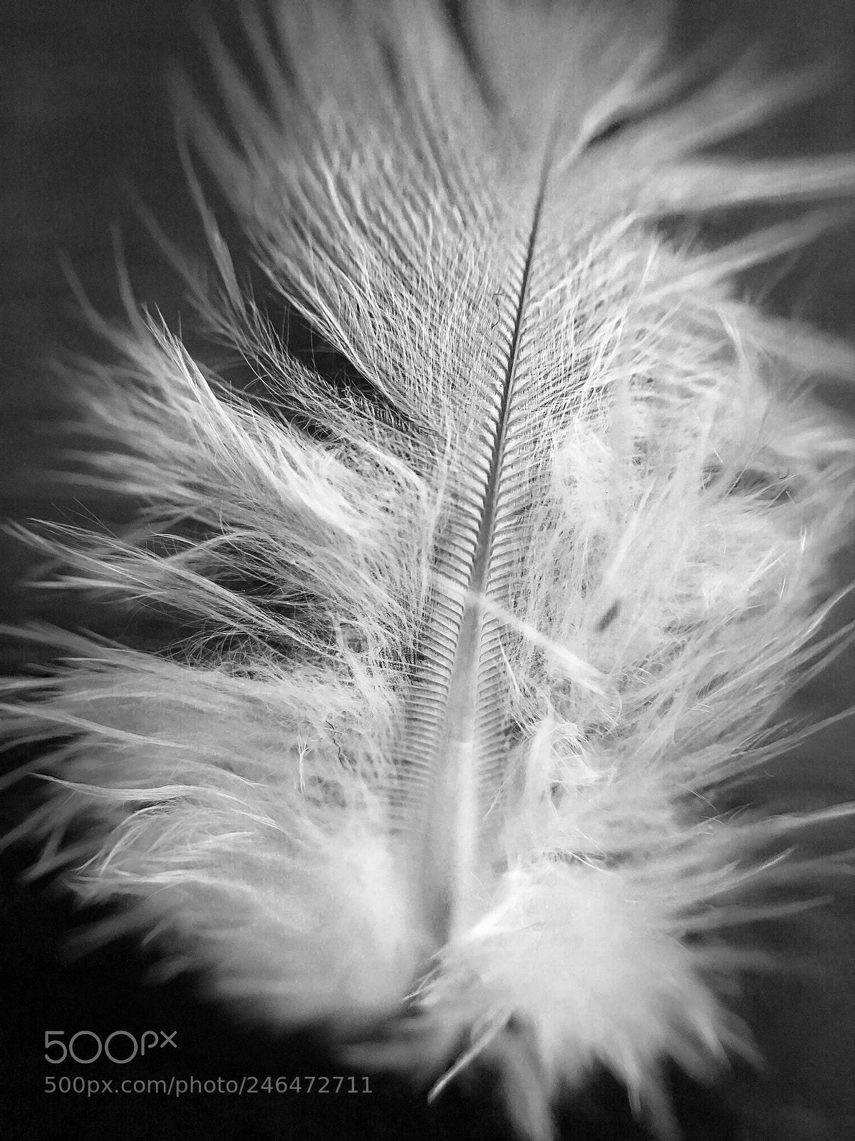 Apple iPhone 6s sample photo. Photo and editing by photography