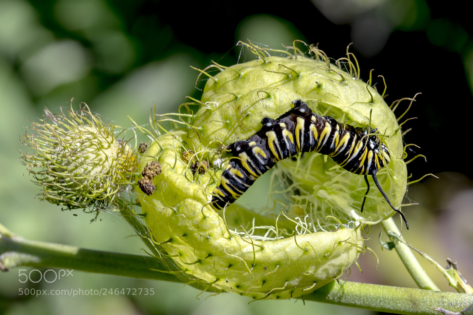 Canon EOS 7D Mark II sample photo. Monarch caterpiller photography