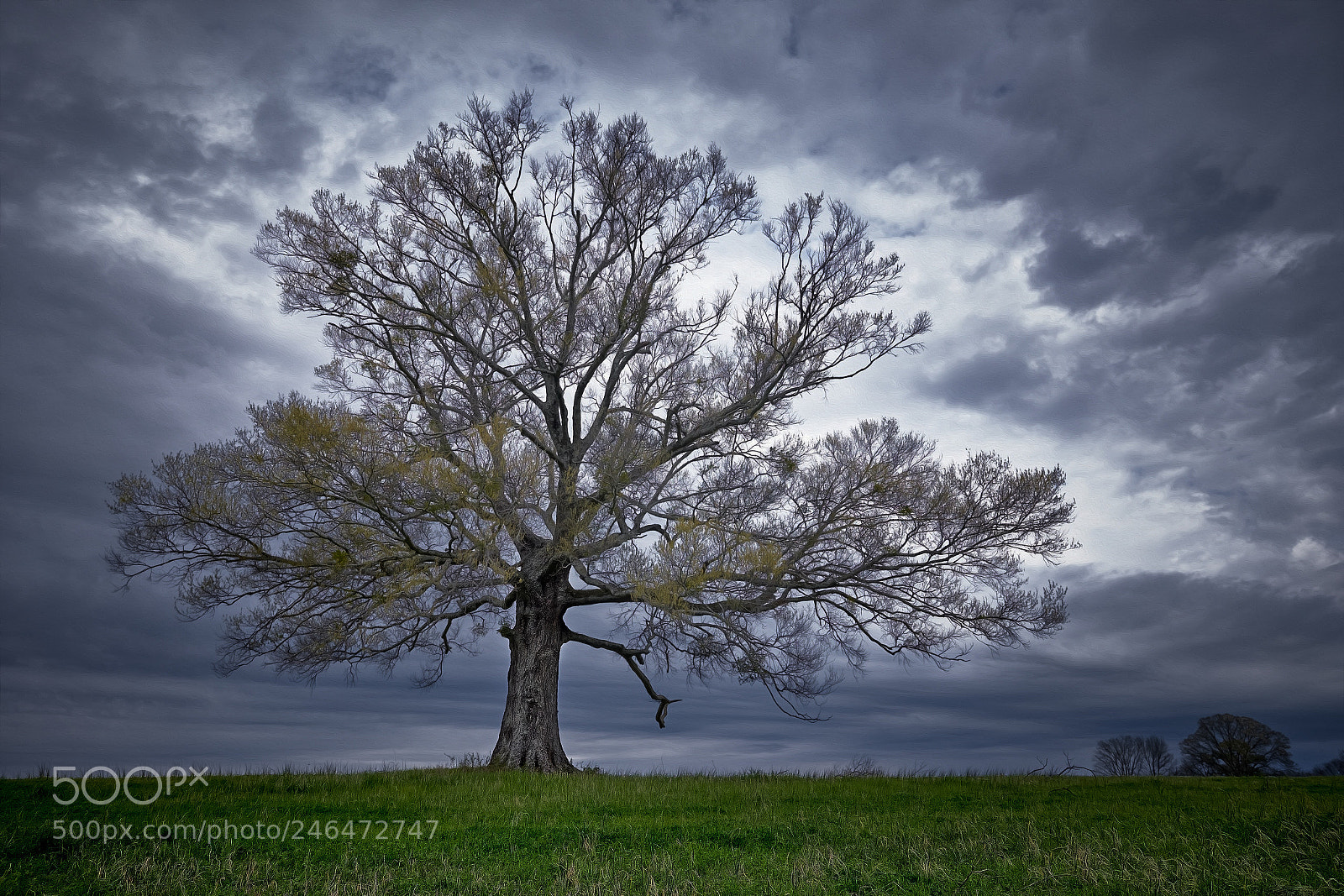 Fujifilm X-T2 sample photo. Calera tree photography