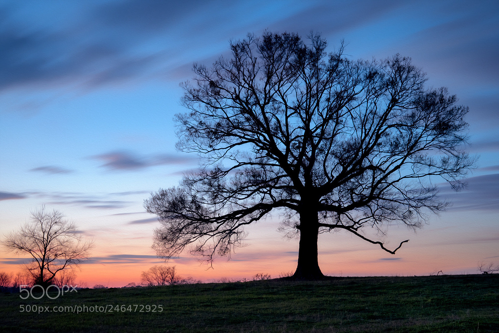 Fujifilm X-T2 sample photo. Calera tree in evening photography