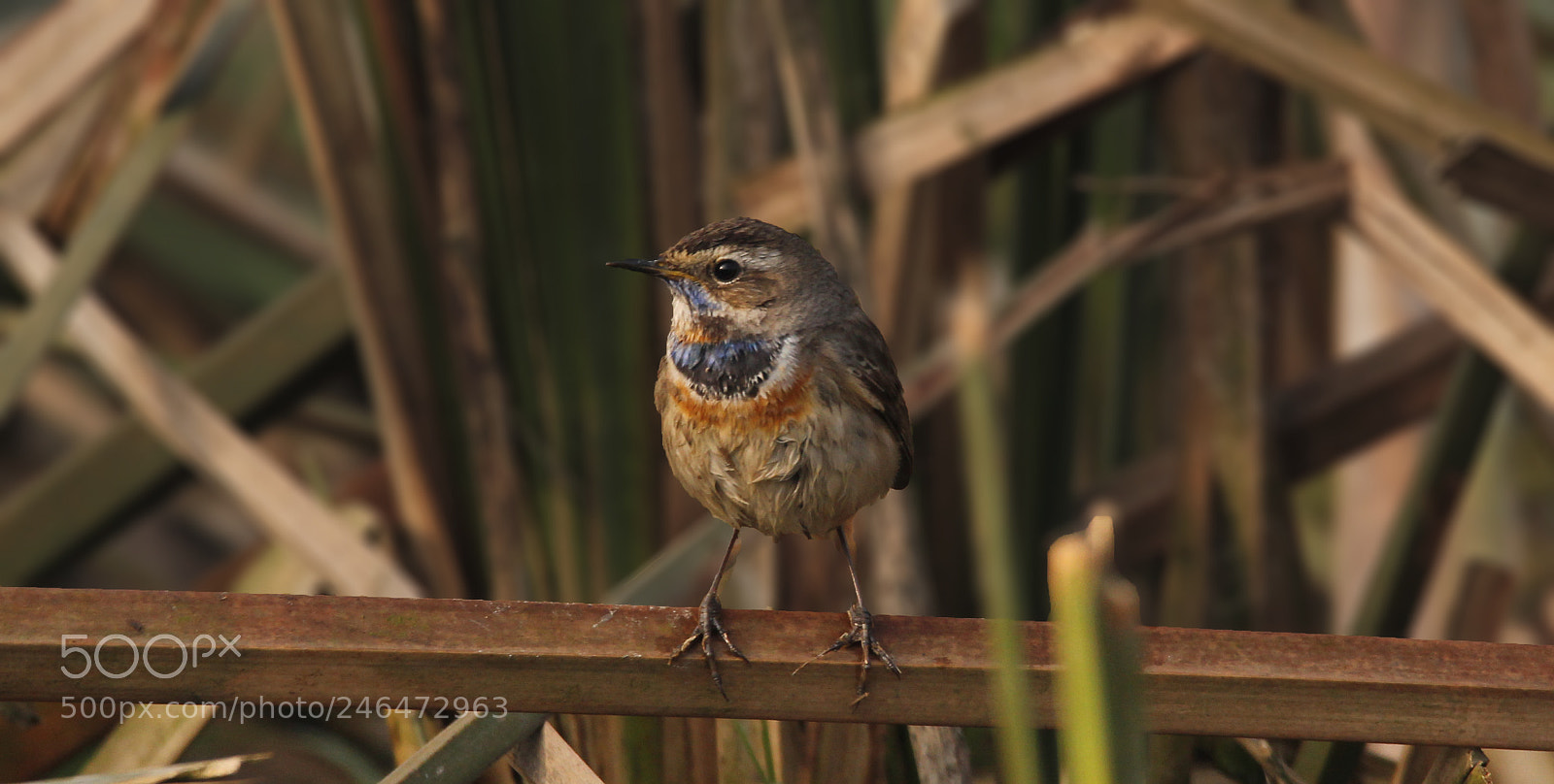 Canon EOS 60D sample photo. Siberian bluethroat photography