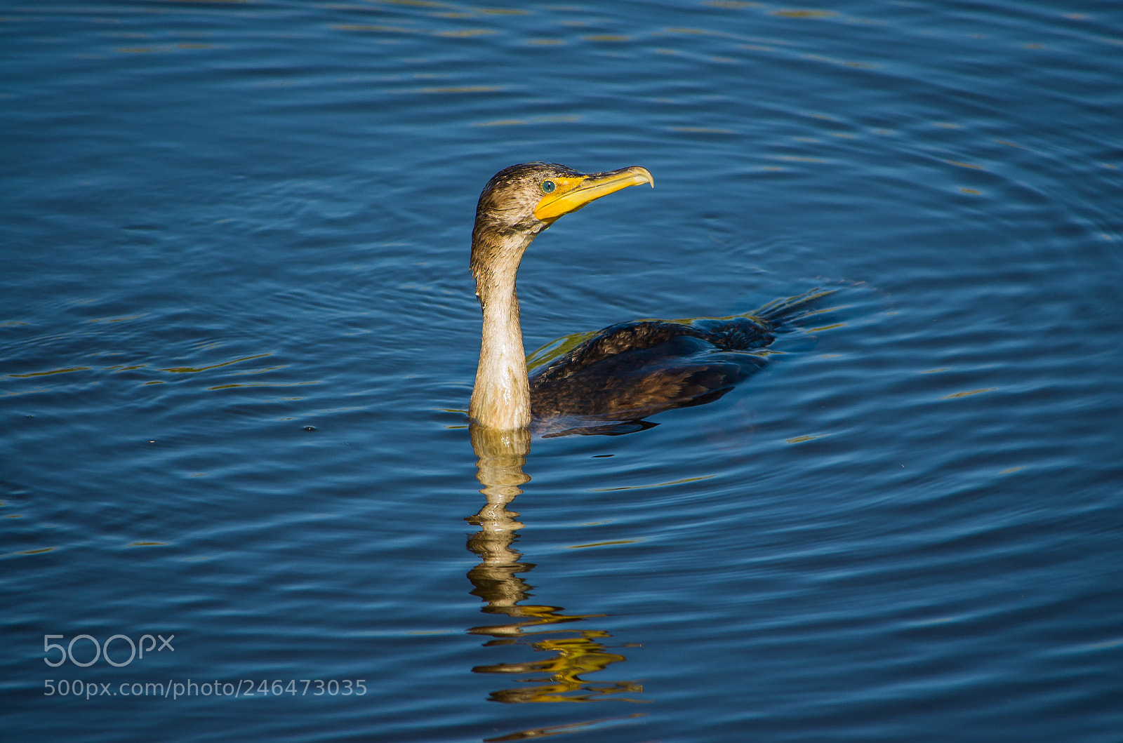 Nikon D5100 sample photo. Cormorant 2 photography