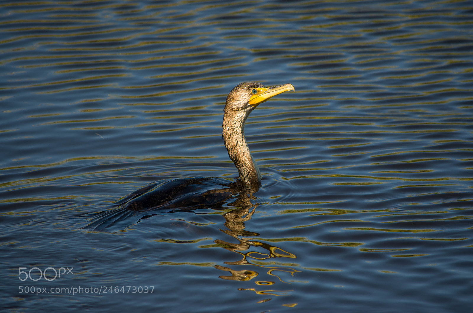 Nikon D5100 sample photo. Cormorant photography