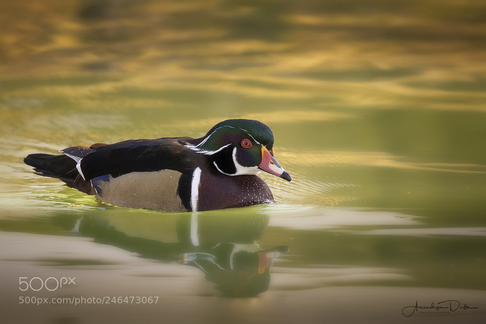 Canon EOS 7D Mark II sample photo. Solitary photography