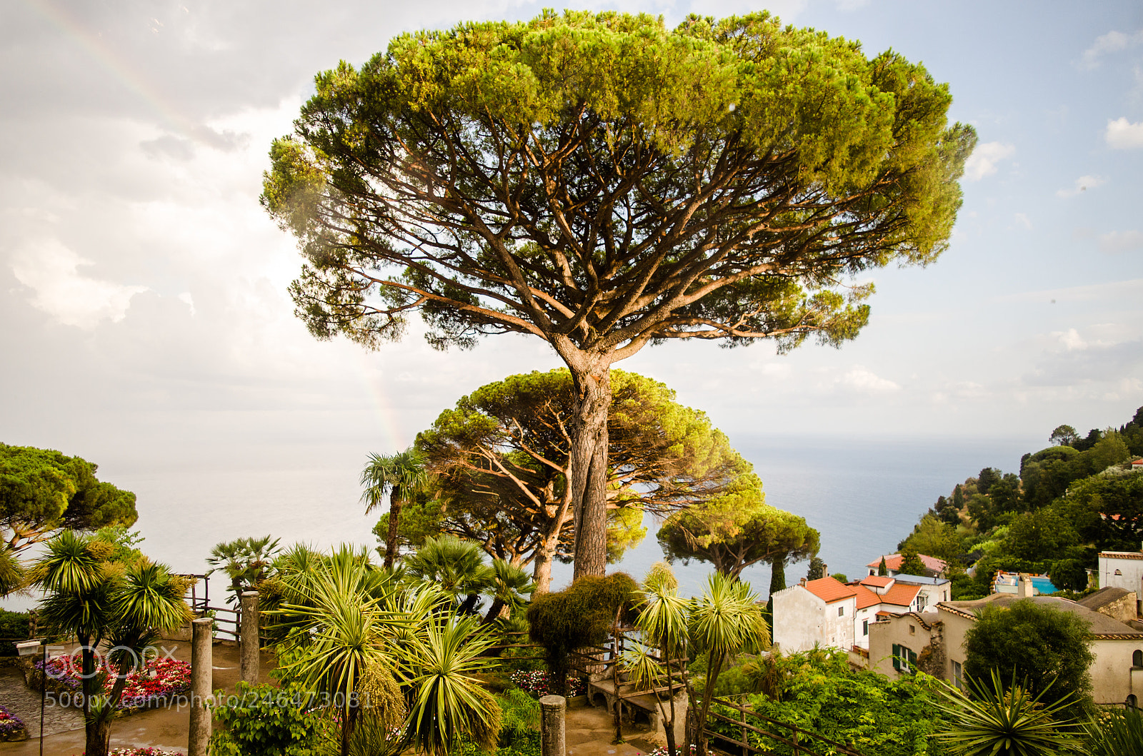 Nikon D5100 sample photo. Tree of light photography