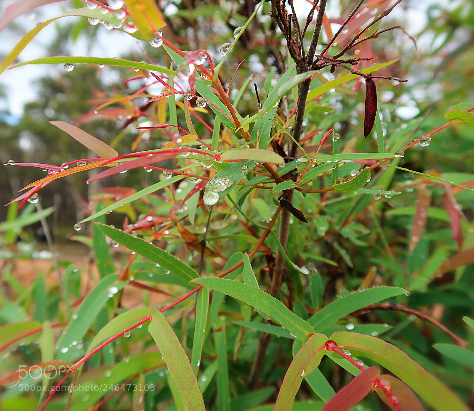 Canon PowerShot G7 X Mark II sample photo. Raindrops on gum tree photography