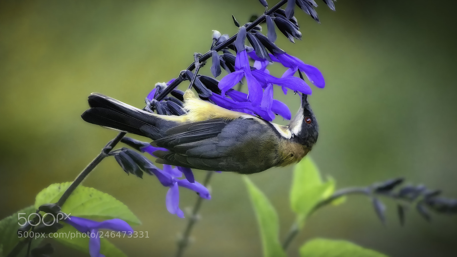 Nikon D7200 sample photo. Eastern spinebill 2 photography