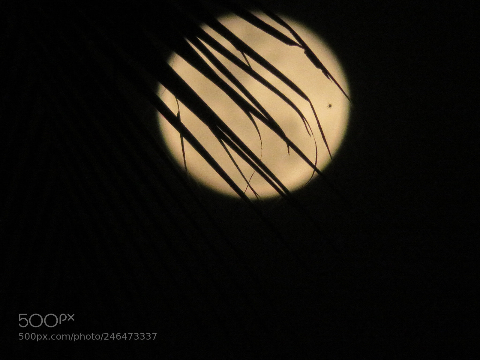 Canon PowerShot SX720 HS sample photo. A shade of darkness photography