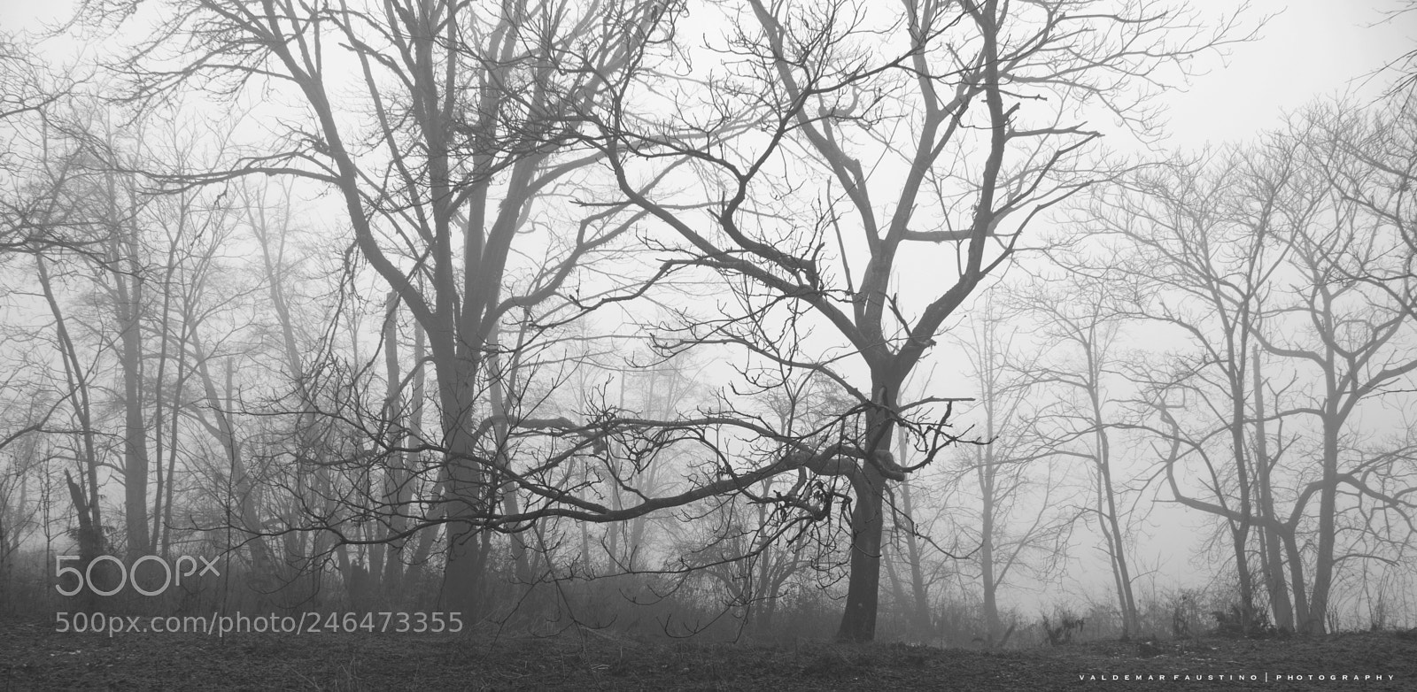 Canon EOS 7D Mark II sample photo. Trees in the mist photography