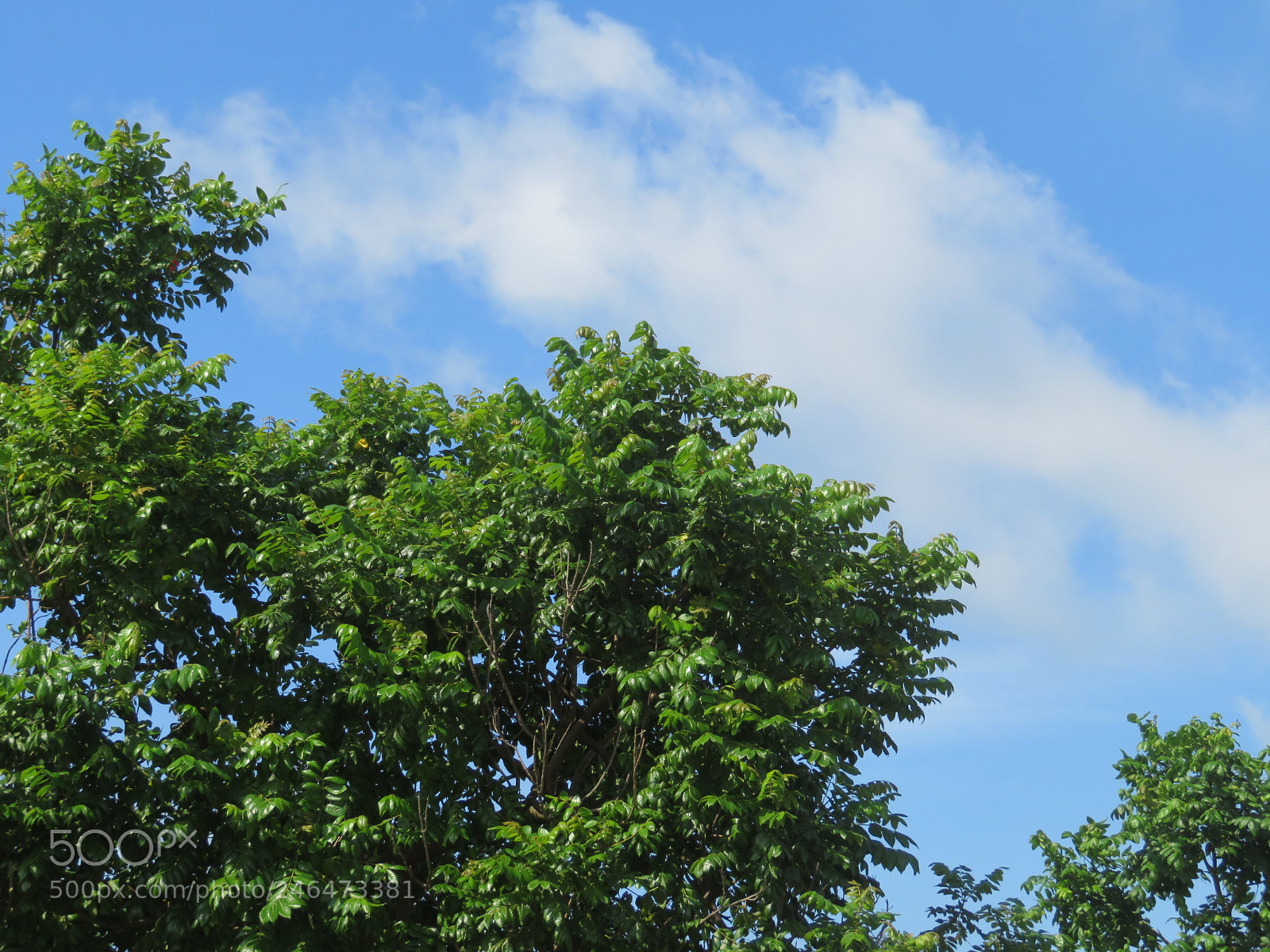 Canon PowerShot SX720 HS sample photo. A bright light photography