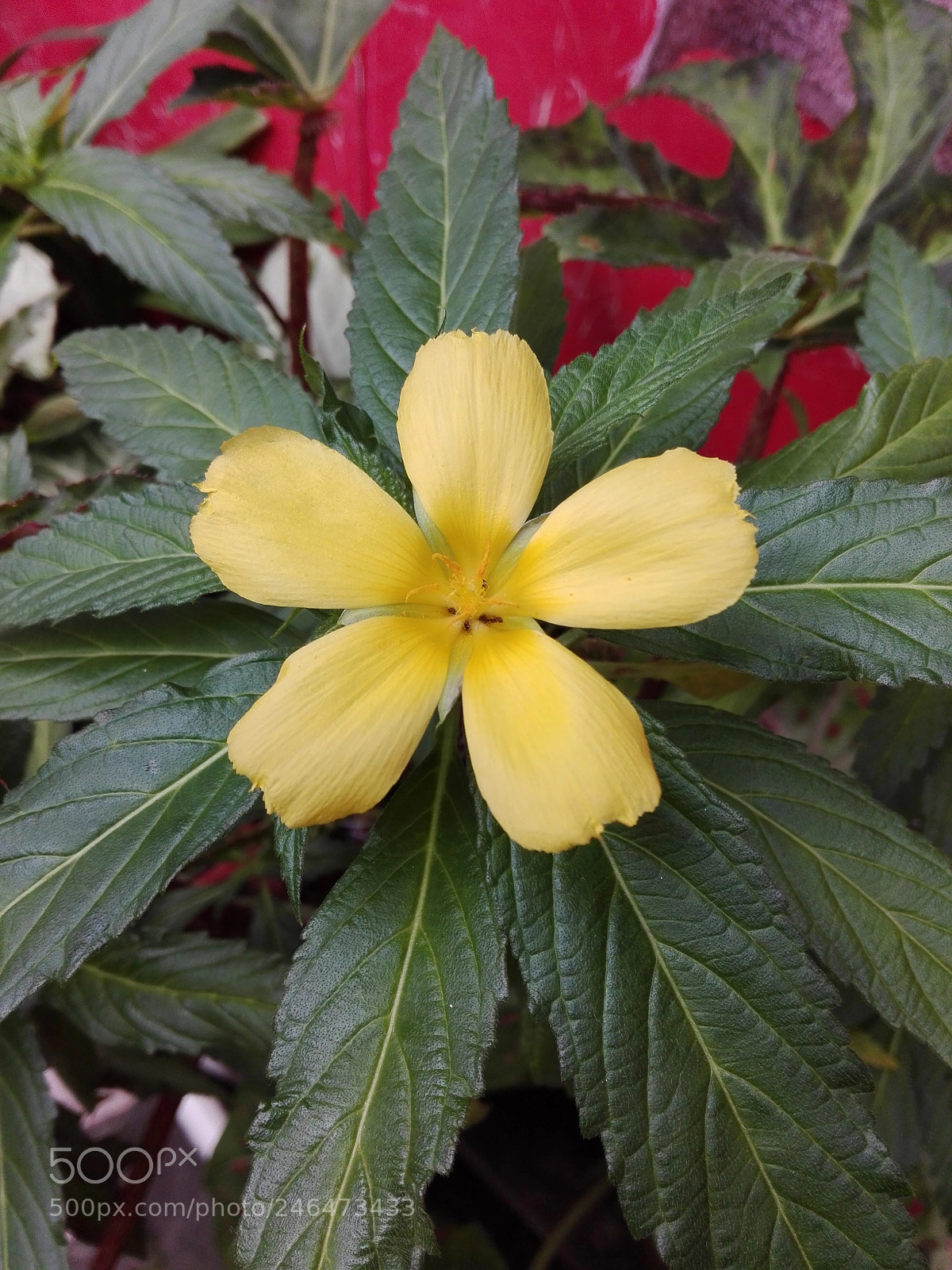 HUAWEI Y6II sample photo. Untitled photography