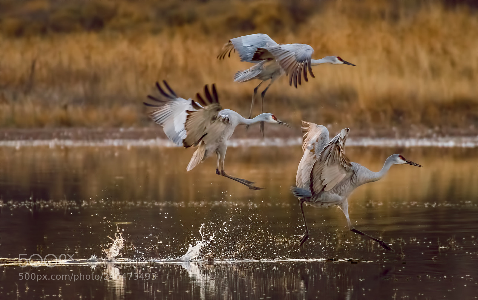 Nikon D500 sample photo. Splash landing photography
