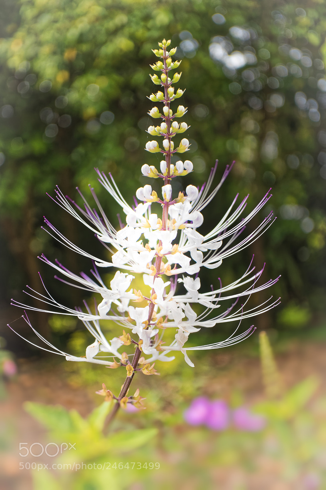 Canon EOS M5 sample photo. White and fragile photography