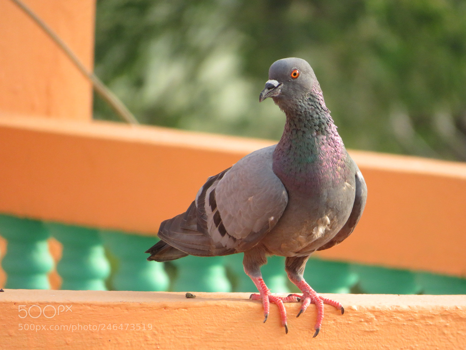 Canon PowerShot SX720 HS sample photo. Untitled photography