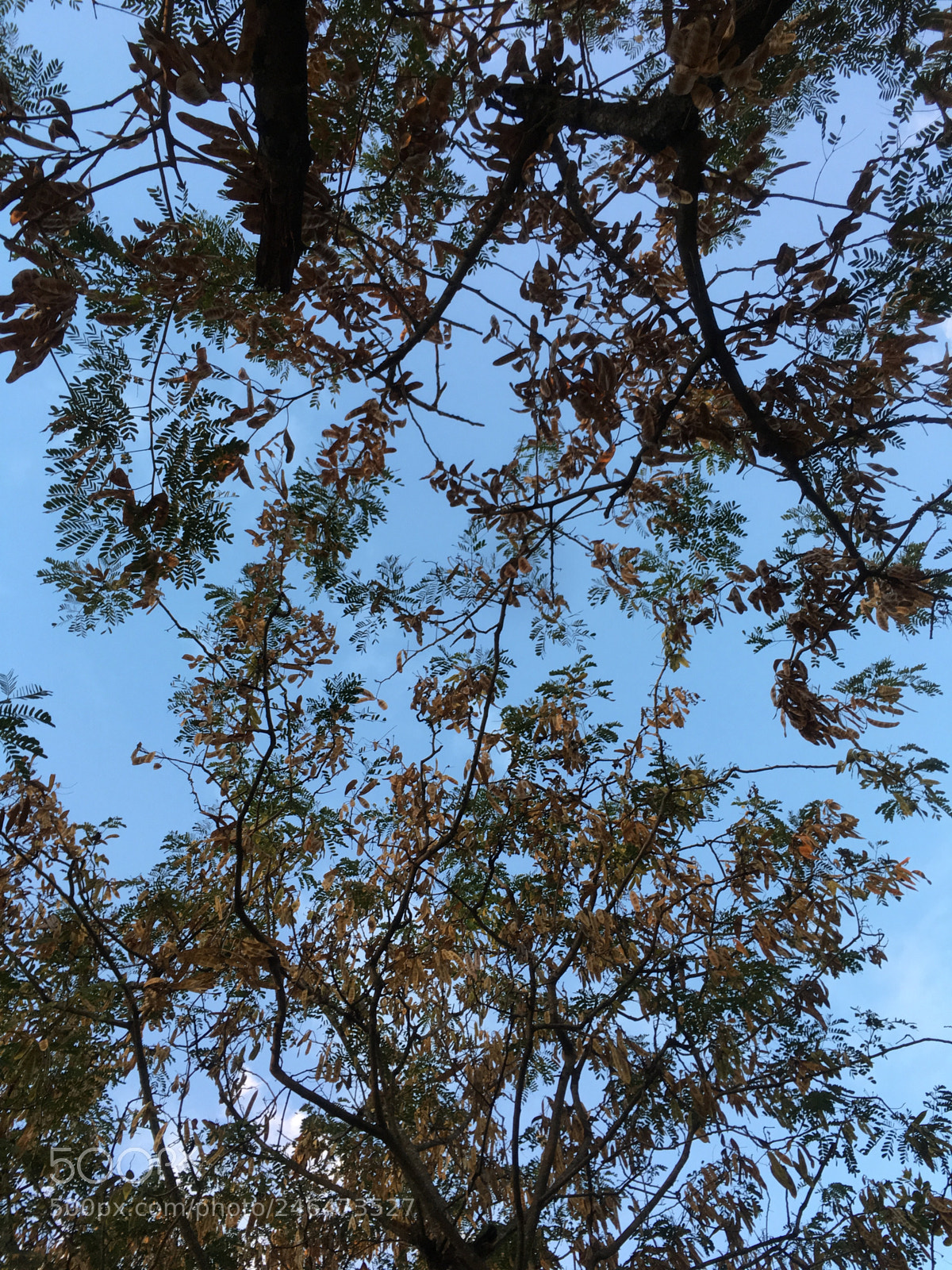 Apple iPhone 6s Plus sample photo. Imagina una tarde, lleno photography