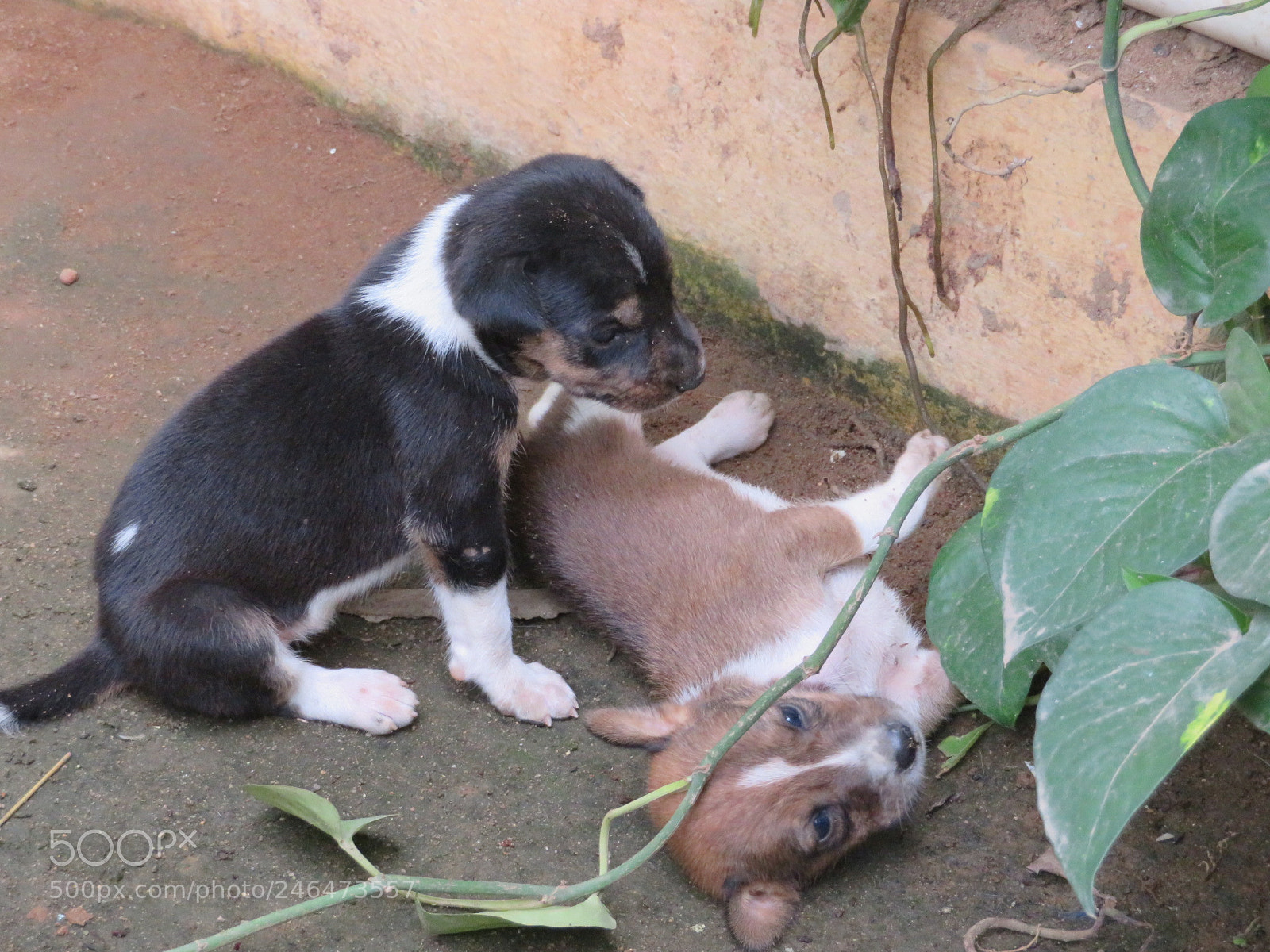 Canon PowerShot SX720 HS sample photo. A true story of photography