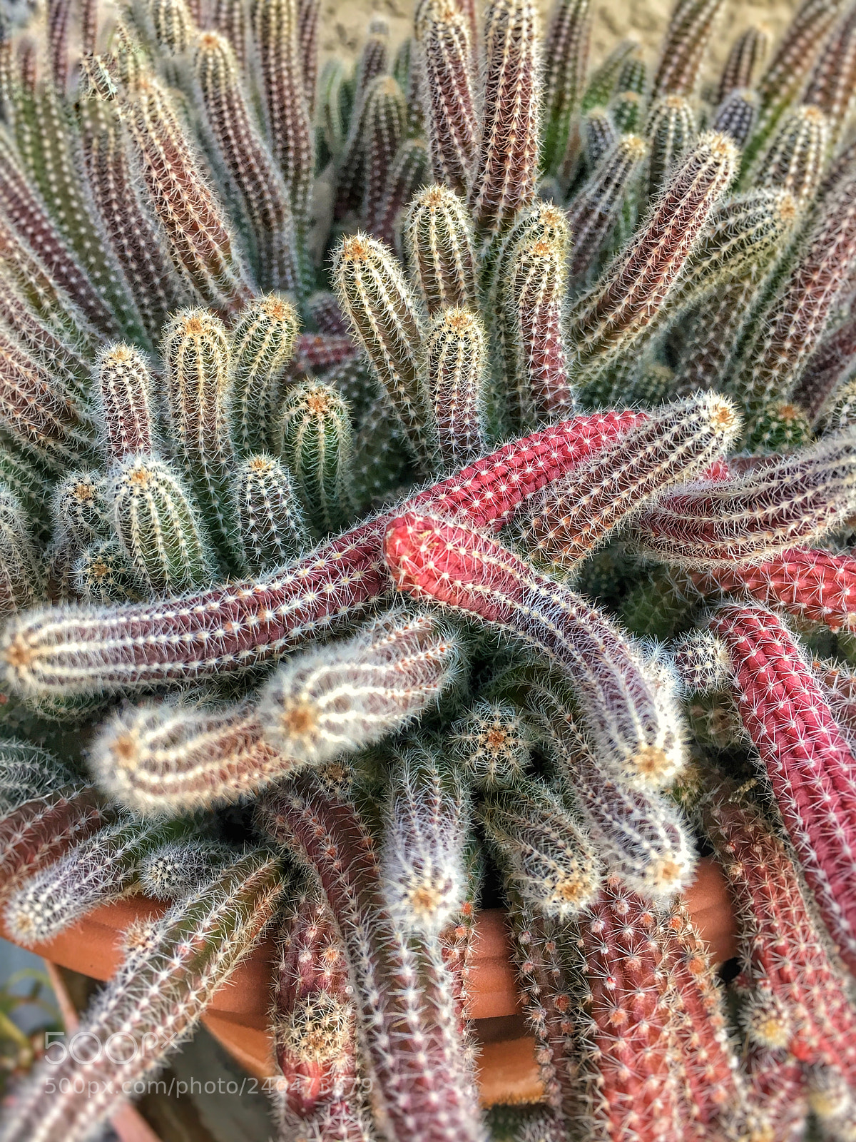 Apple iPhone 6s sample photo. My moms cactus photography