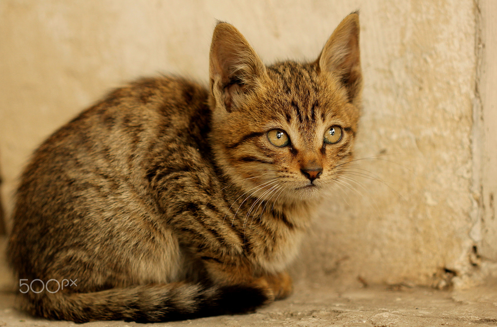 Canon EF 100mm F2.8 Macro USM sample photo. Kitten photography