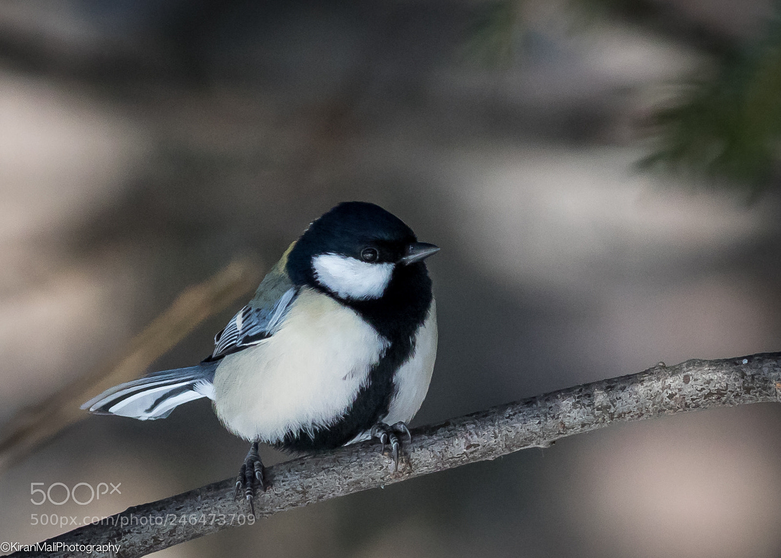 Canon EOS 7D Mark II sample photo. Great tit photography