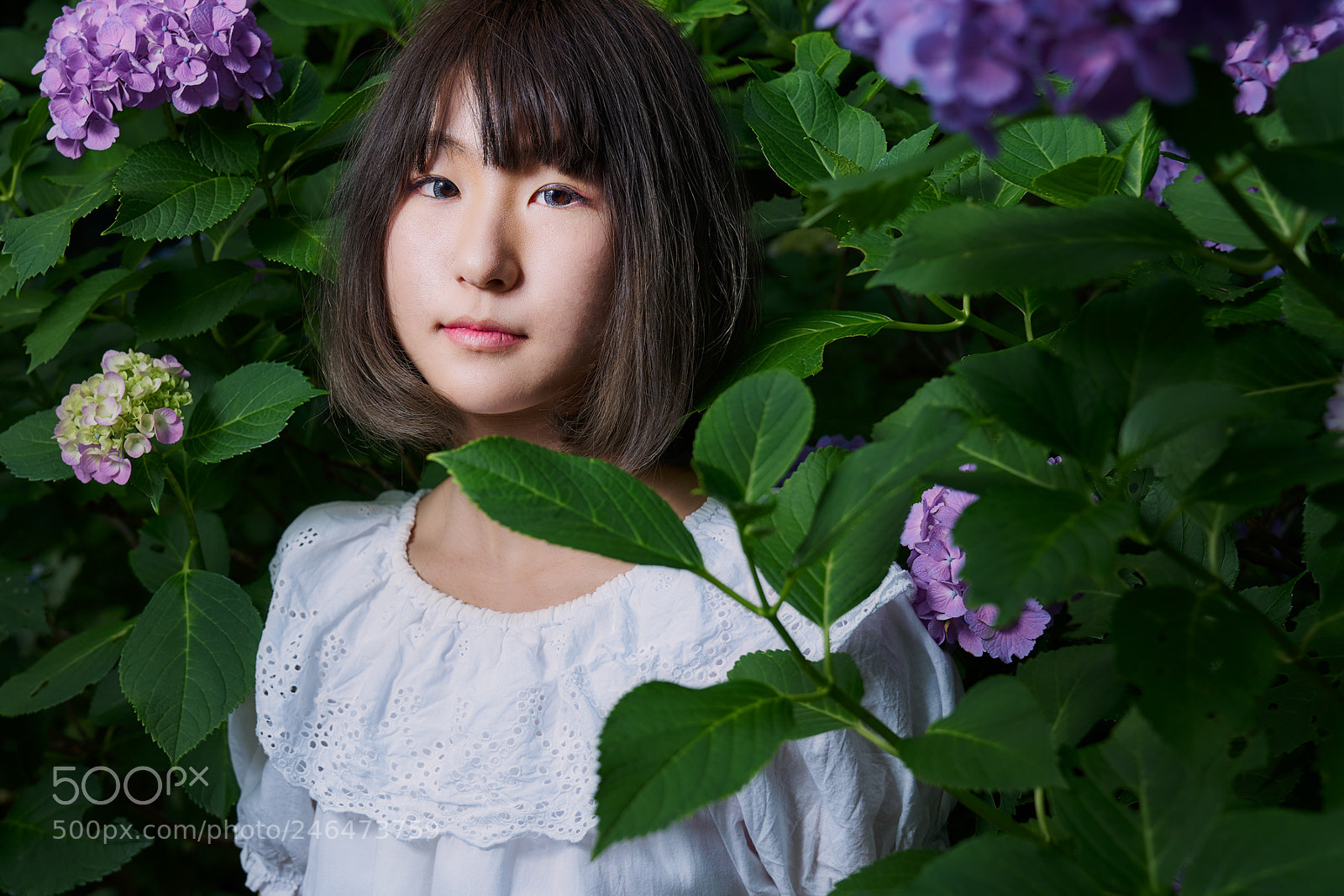 Sony a7 II sample photo. Hydrangea photography