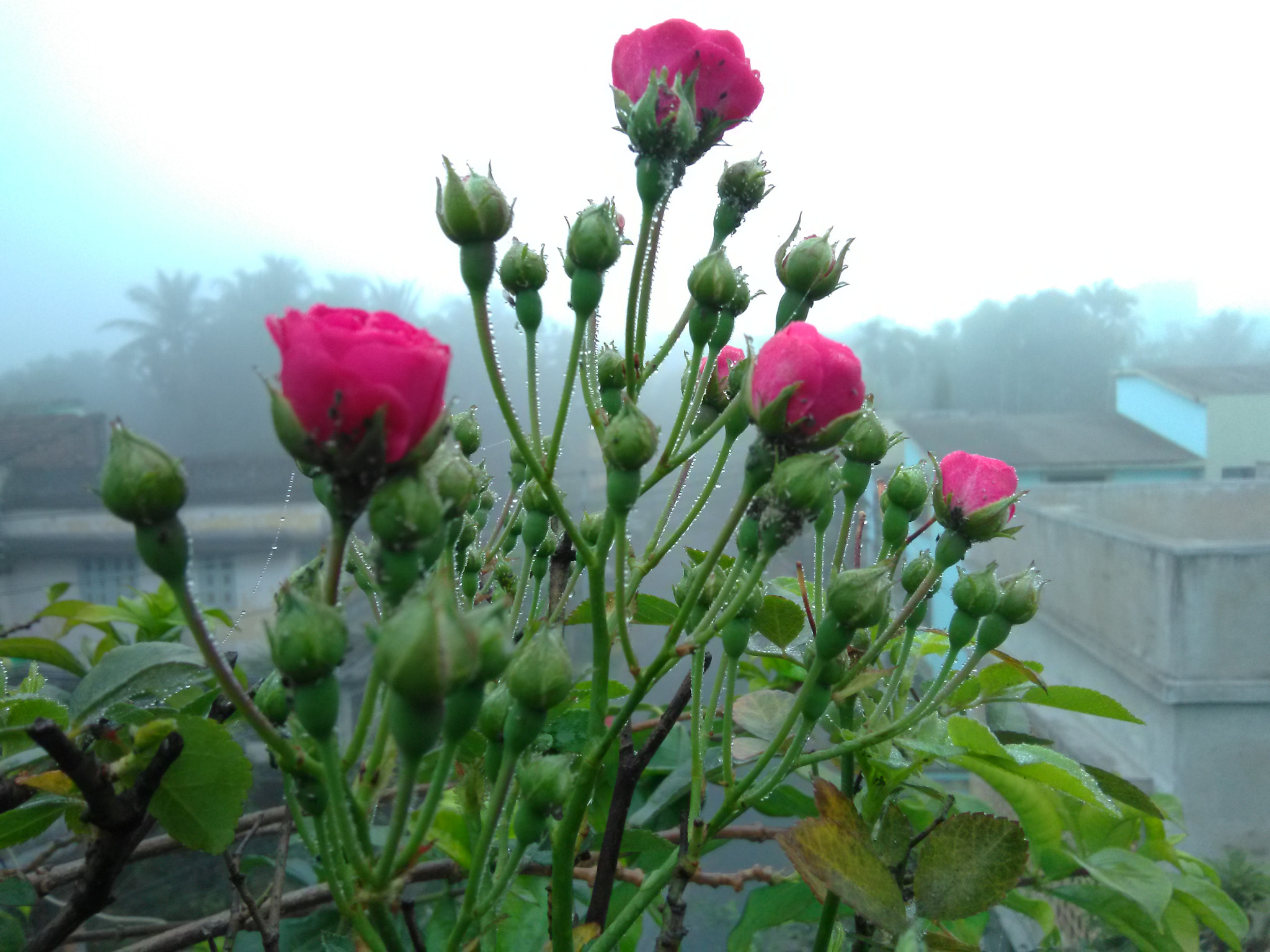HMD Global Nokia 2 sample photo. Dew and fogg photography