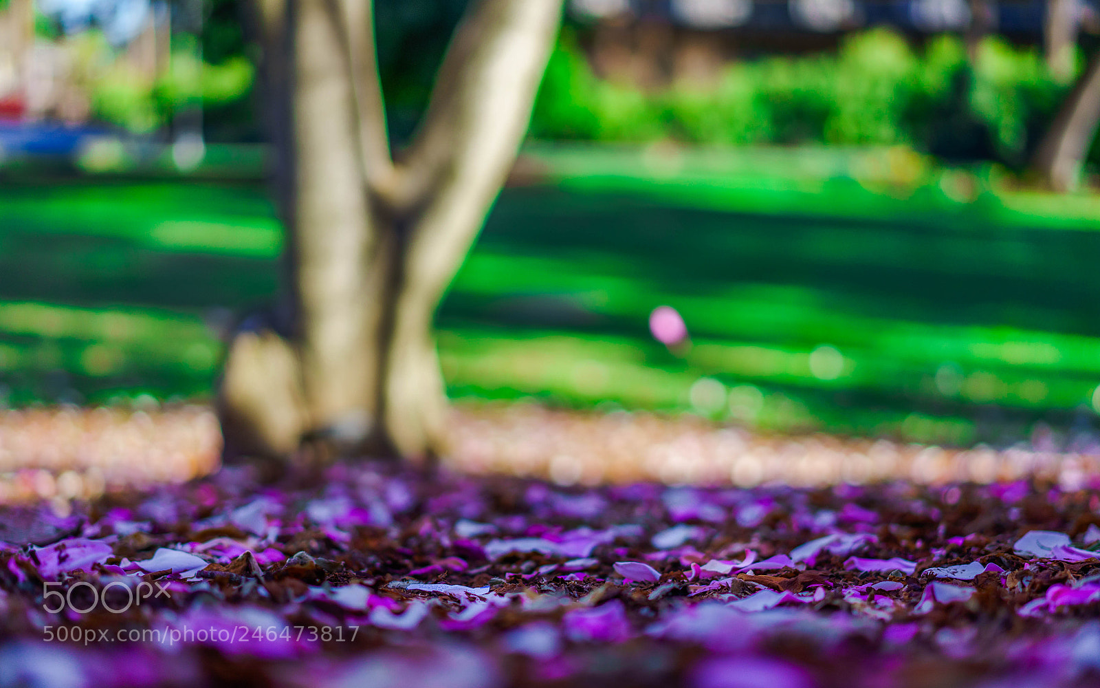Sony a7 sample photo. 落红 photography