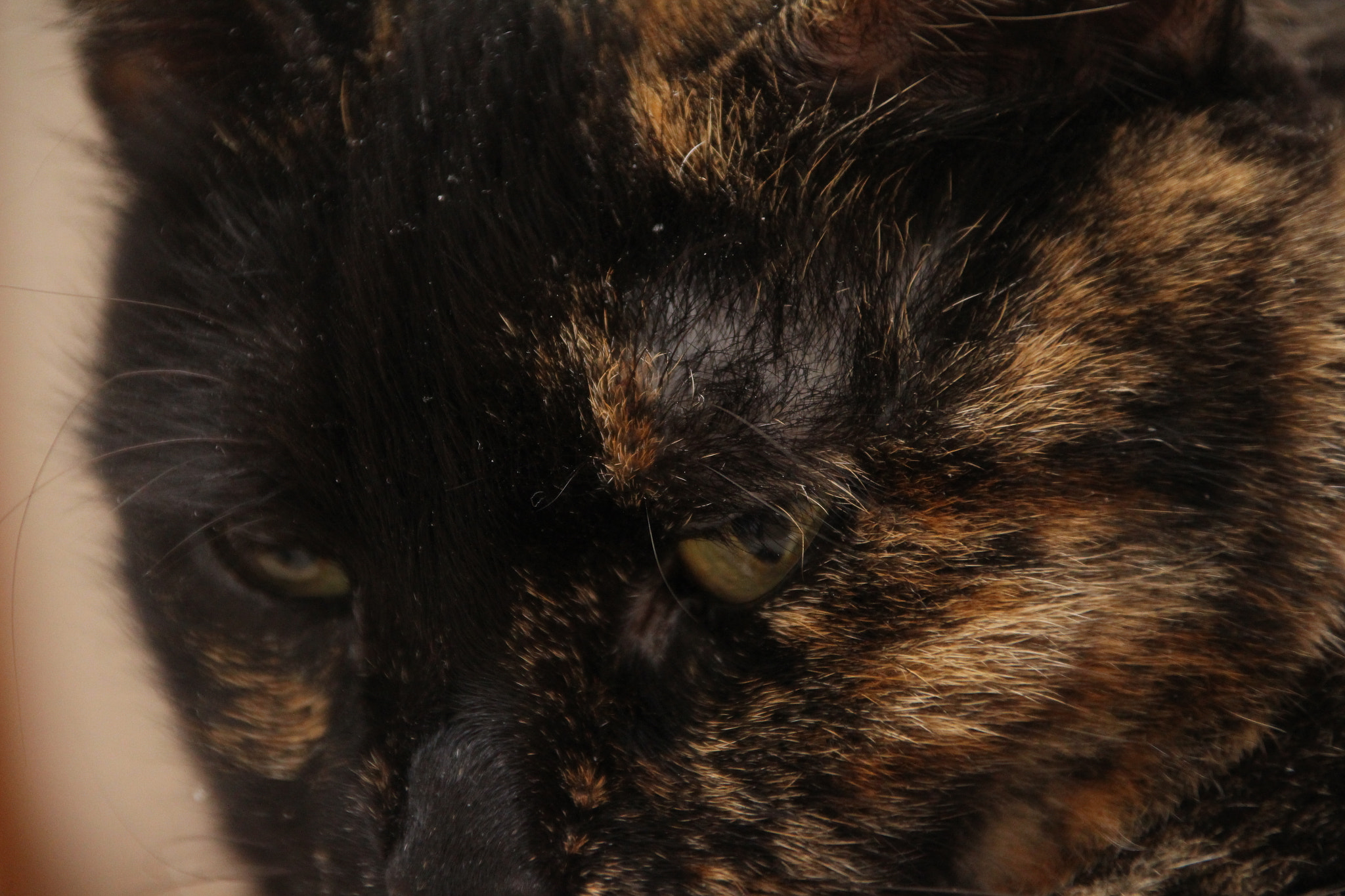 Canon EOS 700D (EOS Rebel T5i / EOS Kiss X7i) sample photo. Eye of the tiger photography