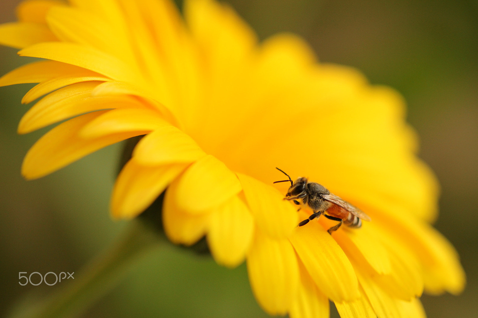 Canon EF 100mm F2.8 Macro USM sample photo. Macro photography