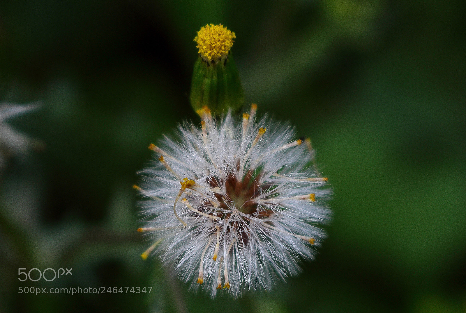 Canon EOS 700D (EOS Rebel T5i / EOS Kiss X7i) sample photo. Bloom photography