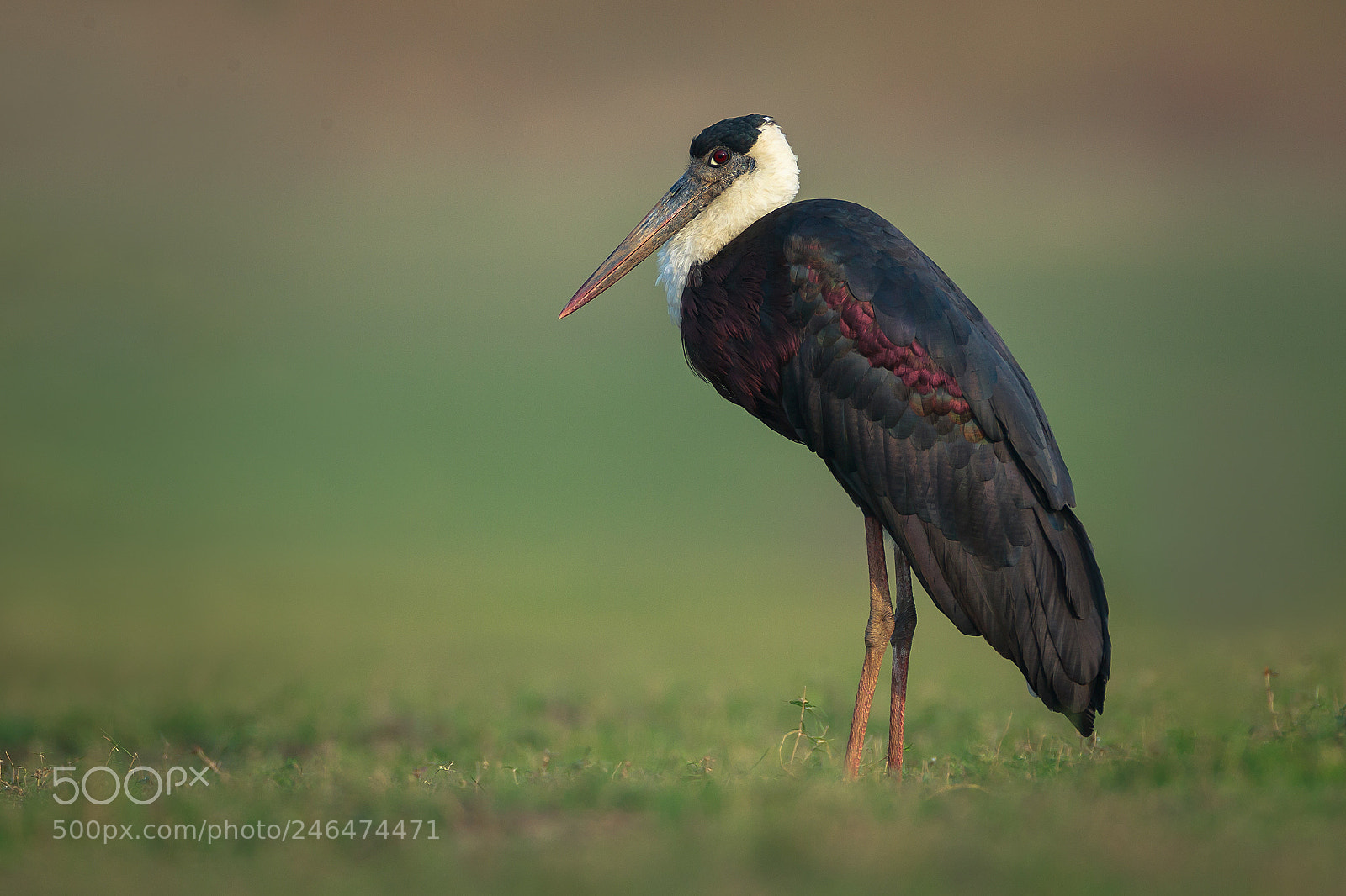 Canon EOS-1D X sample photo. Wolly necked stork photography