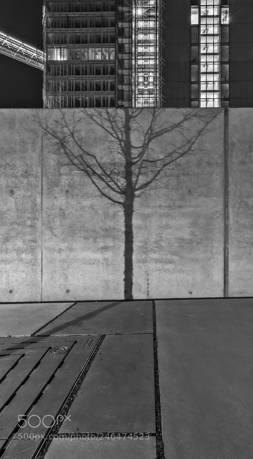 Pentax K-1 sample photo. Der baum photography