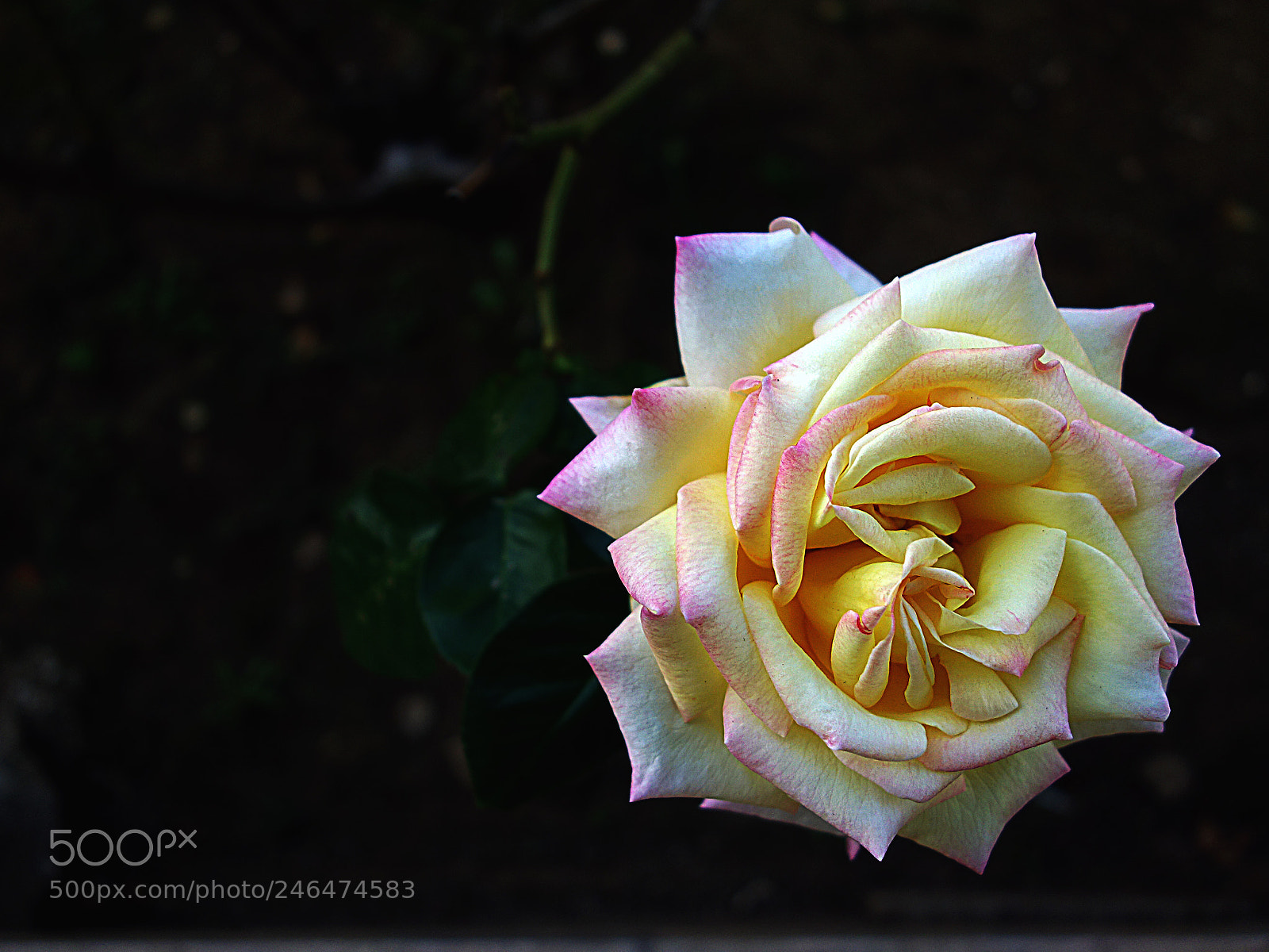 Sony Cyber-shot DSC-RX100 sample photo. Rosa photography