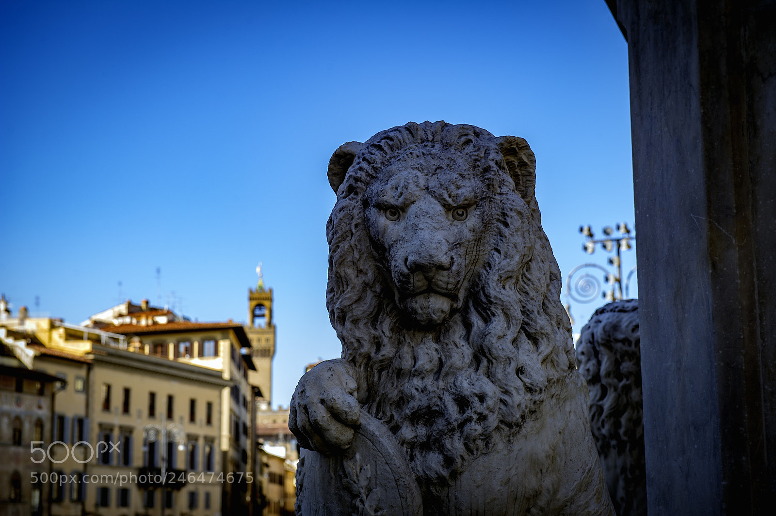 Nikon D3S sample photo. Lion photography