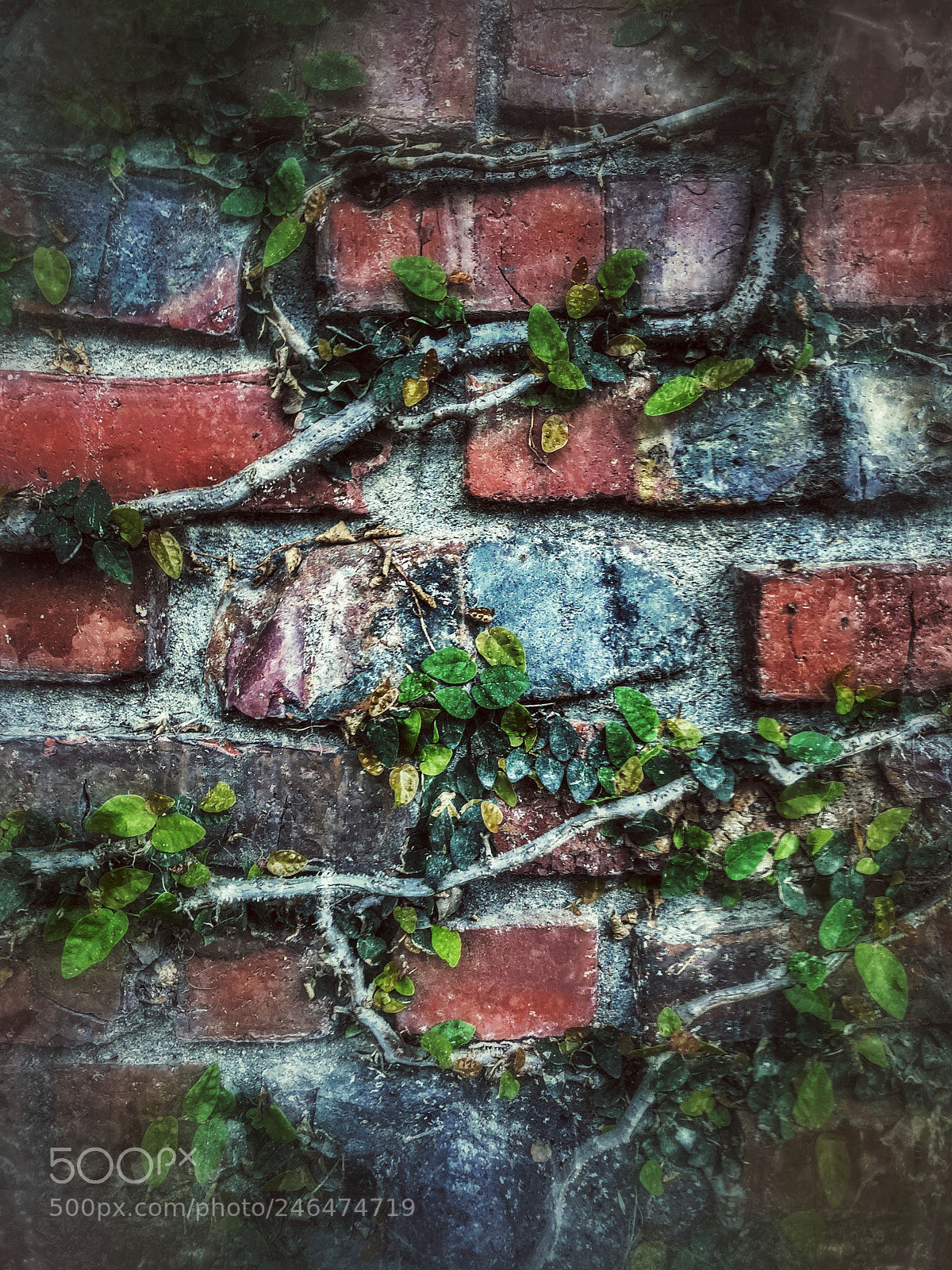 Apple iPhone 8 Plus sample photo. Vines on bricks photography