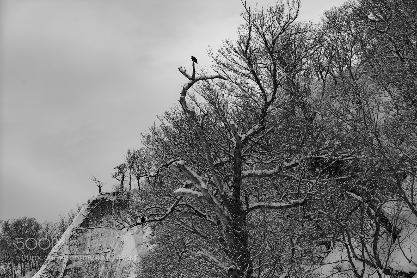 Sony a7R II sample photo. Over old trees wreathed photography