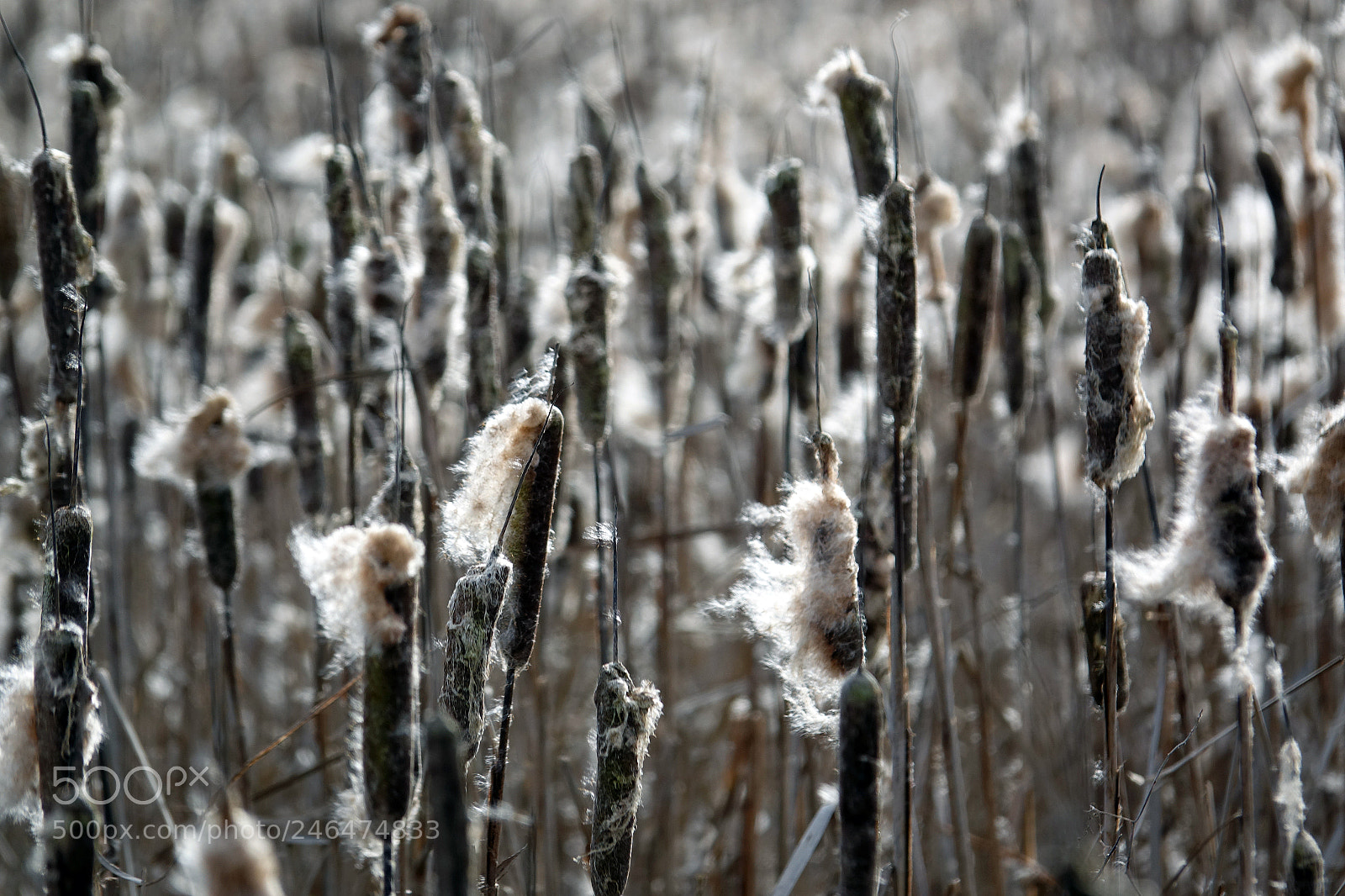 Sony Cyber-shot DSC-RX10 III sample photo. Blowing in the wind... photography