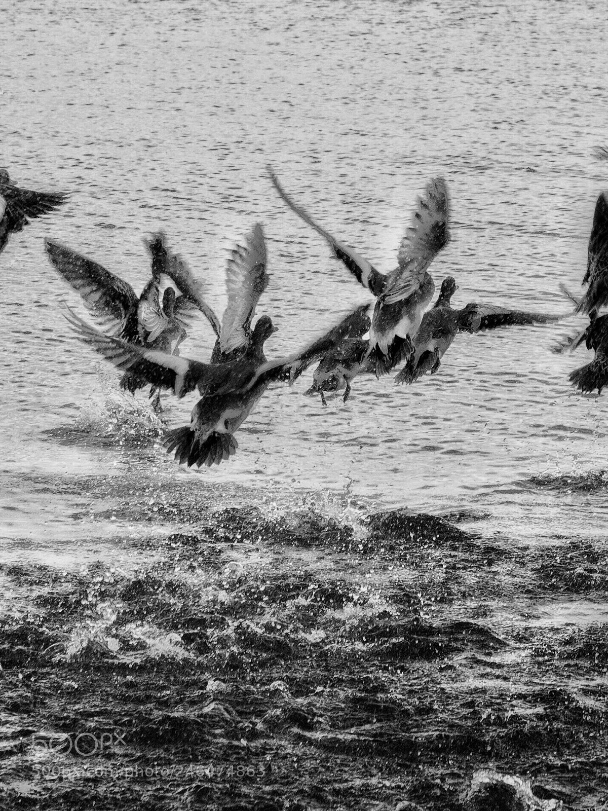 Olympus OM-D E-M1 sample photo. Wings photography