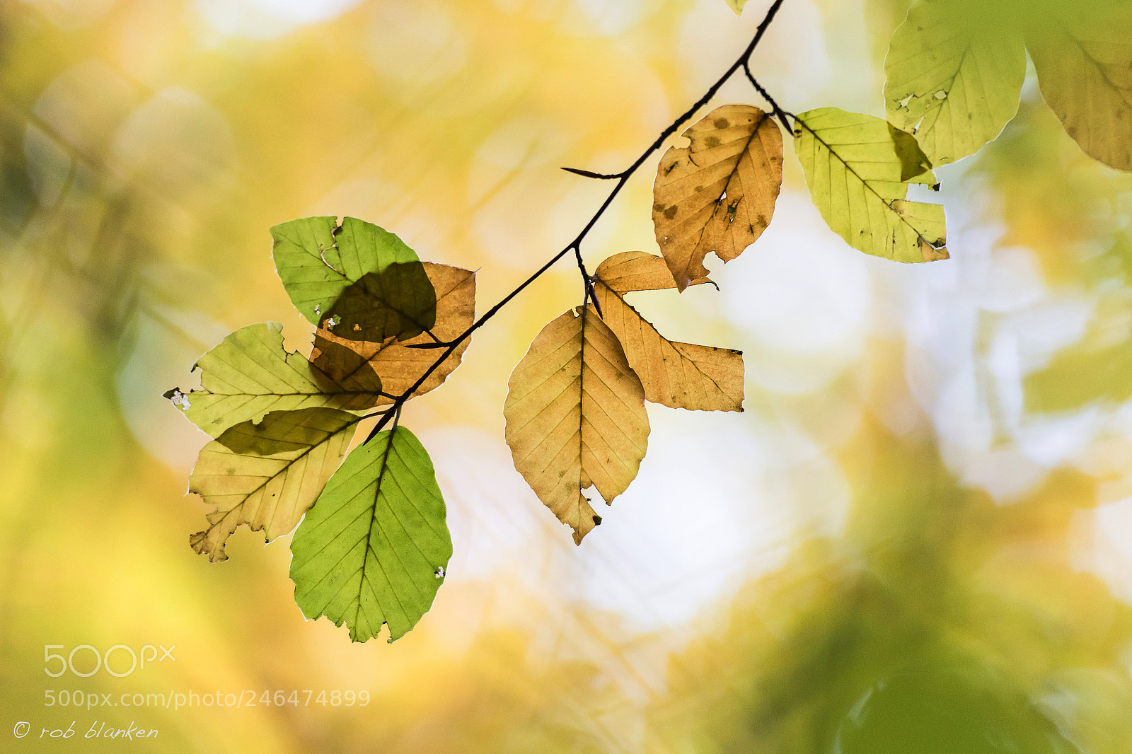 Nikon D850 sample photo. Colors (4) photography