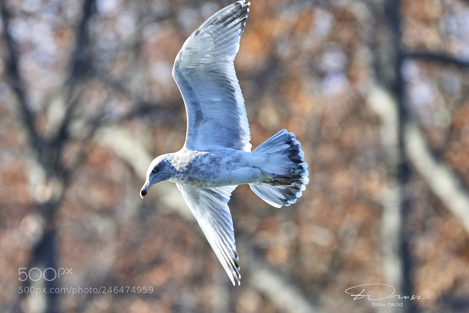 Nikon D500 sample photo. Gliding into action photography