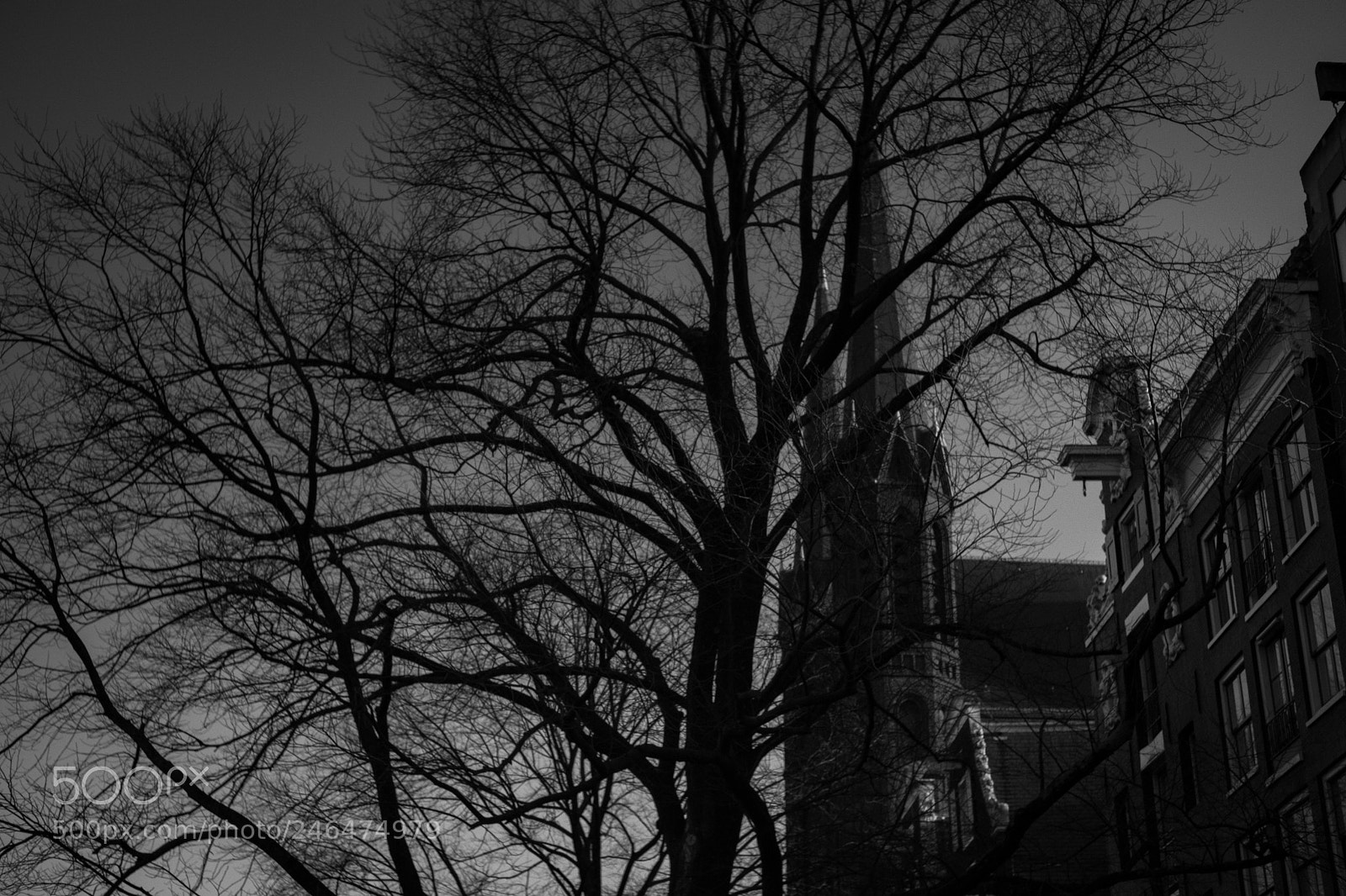 Fujifilm X-Pro2 sample photo. Trees over spire photography