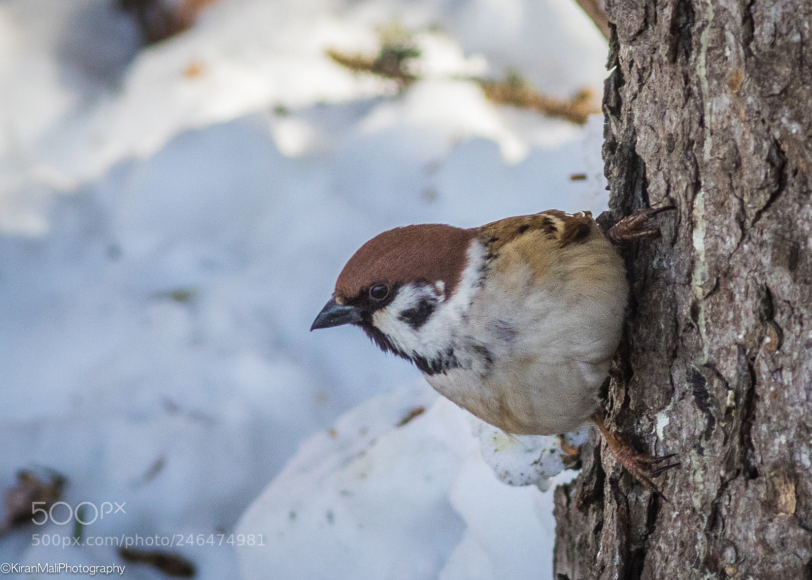Canon EOS 7D Mark II sample photo. Sparrow looking photography
